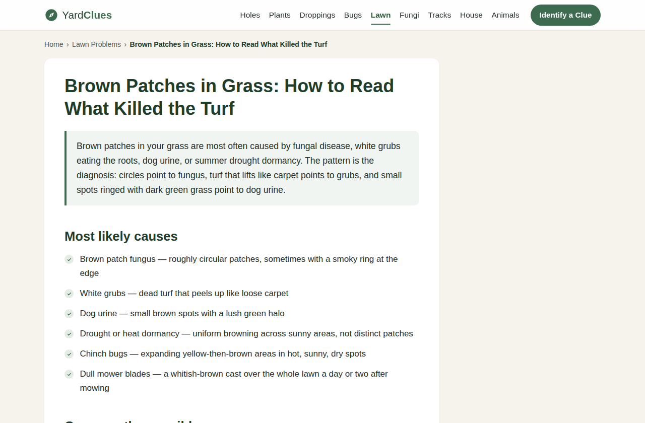 Guide sur les taches brunes dans la pelouse